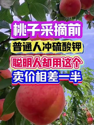 #新鲜采摘 #桃树管理 #果树管理 #果树种植 #分享农业知识帮农民增产增收