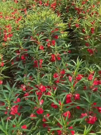 以前都是用这个花包指甲,你还记得吗?现在把花晒干研磨成粉,用来包指甲不闷甲,不伤指甲,四季可用#指甲花粉