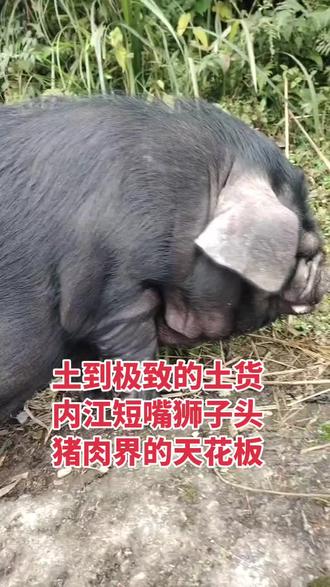 鬼迷日眼的憨憨猪,千年老品种内江狮子头@抖音小助手