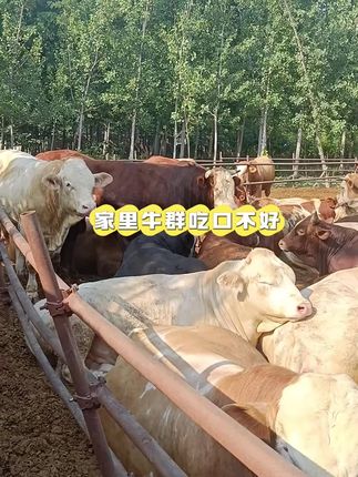 #养牛人 #养牛技术 #农村养牛 #合畜 合畜开胃的催肥宝,猪牛羊鸡鸭鹅通用