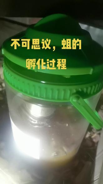 买了个不捕蝇神器,这些天确实抓了不少苍蝇,让他们有来无回,没想到今天看的时候,发现很多大大小小白花花的蛆在蠕动,应该是苍蝇在这液体里产了卵,孵化出来了,隔夜饭都要吐出来了!
#不可思议#苍蝇#蛆#捕捉苍蝇#恶心