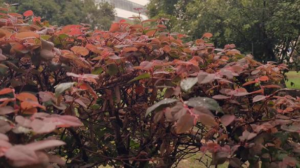 明汐从小崇拜沈慕风,追着他当小跟班。
一朝亲眼目睹他出轨,她果断转身离开。
沈慕风找疯了,但始终找不到她。
再相见,明汐被财阀大佬季景行抱在怀中,姿态亲昵,宠爱无边。
一
所有人都知道季景行和沈慕风不对付。
所有人都等着看季景行狠狠抛弃明汐。
直到婚宴,明汐挺着孕肚出现,季景行撑着她的腰,寸步不离,言语宠溺。
众人:!!!
说好的季先生不近女色,感情洁癖呢!
一
沈慕风醉酒后,疯狂给明汐打电话,不停说着求原谅的话。
季景行接通了电话,低哑的嗓音清冽慵懒道:“我夫人在养胎,沈总有何贵干?”
一
有人蛊惑明汐跟季景行闹事,企图渔翁得利。“明汐,你别看季景行人模狗样,他就是一个疯子!他会把你关在价值三亿的庄园里,数不清的仆人伺候你,戴不完的珠宝送给你,但就是不允许你出门!”
社恐小明汐:竟,竟然还有这种好事!
——季景行,快把我关起来:)
#小说推文 #宠文、甜文、甜宠文 @DOU+小助手 @抖音热点