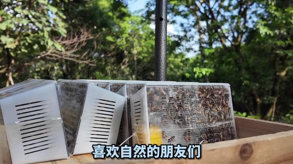 中蜂蛋群广东发!稳定好养还极速发货? 想养蜜蜂的看过来!这款中蜂蛋群群势稳定,广东直发,下单后极速发货,新手也能轻松上手~#三农 #蜜蜂 #养蜂人 #蜜蜂养殖 #中蜂养殖