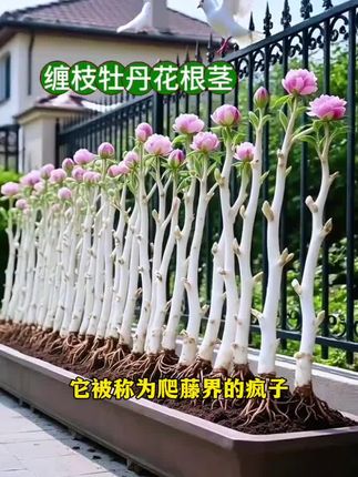 #花卉绿植 缠枝牡丹养护简单,花盆小院都能种