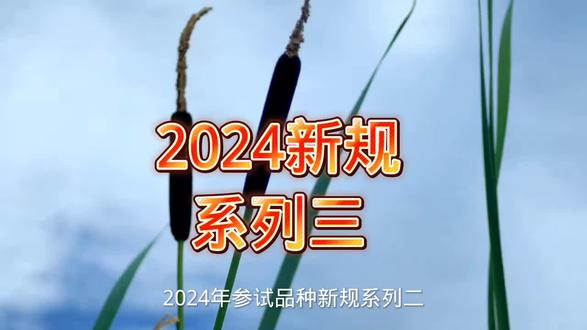 2024参试品种新规系列三 #高产玉米种子 #原创 #三农