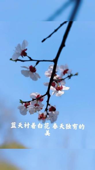 邂逅春天,正是白塔公园樱花🌸烂漫时……