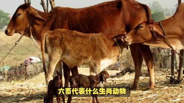 六畜代表什么生肖动物? #内容启发搜索