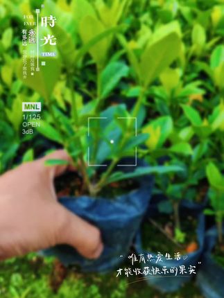 室内阳台轻松养活!栀子花盆栽包邮到家 今天下午发货了!收到货后记得拍张照片给我哦~有需要的宝抓紧时间下单吧!#爱生活爱养花#花卉绿植#绿植盆栽#室内盆栽#绿植花卉