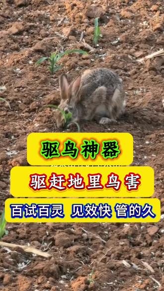 驱鸟神器,用上一次,百米无鸟,百试百灵!见效快,管的久! #驱鸟神器 #驱鸟颗粒 #驱鸟剂 #果树种植 #西瓜种植