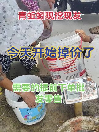 青蚯蚓开始降价了需要的提前下单批发零售#青蚯蚓 #青蚯蚓养殖