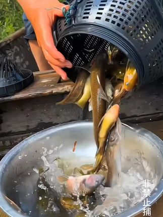 大号捕鱼笼#渔具用品#钓鱼人#捕鱼笼#鱼笼#户外捕鱼