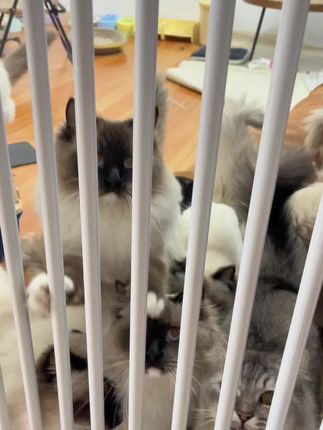 多猫家庭,怎么能不常备益生菌呀#中博特#宠物益生菌#宠物肠胃宝#猫猫益生菌 #养宠好物