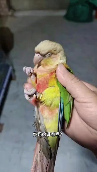 养殖届的大佬们,求支招:这咋回事?也不拉稀也不吐,二三百就这样没有了#合法鹦鹉养殖