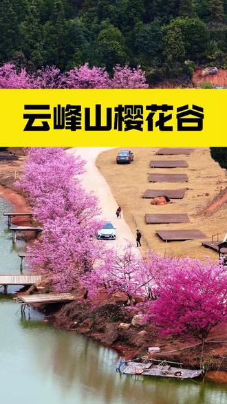 别等啦!云峰山樱花谷的春天美到犯规!8000亩立体花海➕绝美樱花大道,满山遍野的粉白花海倾泻而下,如雪如云,浪漫至极!#云峰山生态园 #春日赏花 #韶关周边游 #云峰山 #旅行推荐官