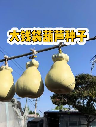 大钱袋葫芦先整个队形亮个相!#文玩葫芦 #葫芦 #葫芦种子#葫芦福禄