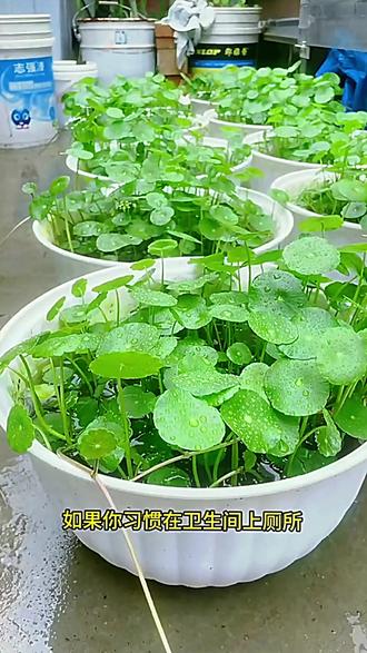 铜钱草种子四季种植庭院开花清香怡人耐寒耐热 #铜钱草 #水培植物 #花卉绿植 #爱生活爱养花 #一花一草一世界
