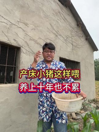 产床小猪这样喂,养上十年也不累#母猪 #自繁殖自养母猪 #所有养猪人