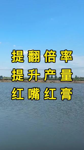 三壳后这样喂,提翻倍提产量,红嘴红膏精品蟹#河蟹养殖 #螃蟹养殖 #大闸蟹养殖
