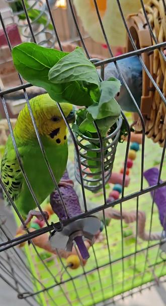 跟我样的喜欢吃菜苔