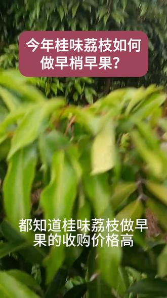 桂味荔枝如何做早梢早果?抢先上市! #桂味促花 #桂味荔枝促花管理技术 #荔枝促花 #荔枝龙眼专用流体硼 #荔枝催花 @抖音创作小助手 @DOU+上热门