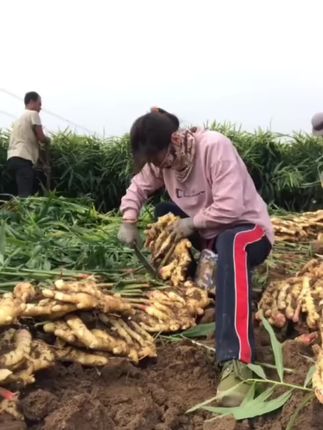 #云南小黄姜天然的美味#小黄姜厨房里的黄金搭档。