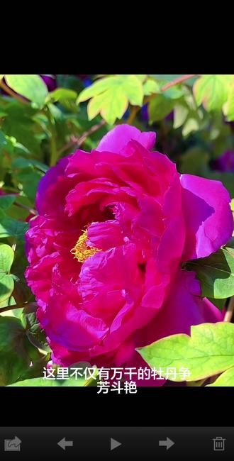 唯有牡丹真国色,花开时节动京城。#观赏牡丹