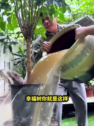 幸福树的求救信号,能看懂的都是养幸福树高于#养花小知识 #幸福树 #室内盆栽