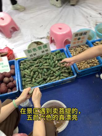 果然,景区漂亮的东西都是骗人的!#菩提 #避雷 #踩坑避雷