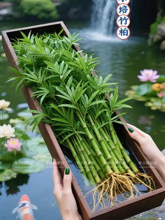 打工人速看!竹柏与富贵竹组成的「神仙绿植CP」,简直是颜值与实力双在线的办公室好物!, ,竹柏的叶片油亮浓绿,摆在工位上自带清新感,养眼又治愈;更妙的是,它会悄悄释放天然物质,让烦人的蚊虫不敢靠近,给你一个清爽的办公小环境。富贵竹则是四季常青的代表,挺拔的枝干立在桌上,瞬间为沉闷的工位注入活力,看着就很有精神。, ,养护起来也超省心,水培即可——找个玻璃瓶,装上清水,把它们放进去就能扎根生长,不用费心打理。工作累了抬头望一眼,满眼的绿意不仅能缓解眼干眼涩,还能悄悄净化空气,让紧绷的身心慢慢放松下来。, ,给工位添点生机,就从这对「神仙CP」开始吧~, #办公室绿植 #水培植物 #桌面小盆栽 #四季常青 #绿植养护
