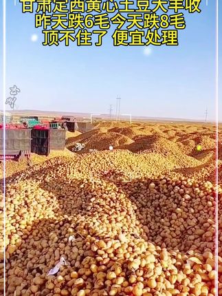 正宗甘肃定西现挖新鲜黄心沙面粉糯土豆洋芋马铃薯当季高山旱地