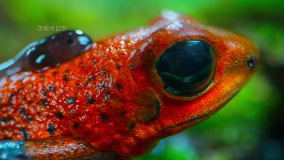 箭毒蛙带娃有多拼?爬珠峰级大树,却输给一场暴雨 #箭毒蛙 #自然科普 #神奇动物在抖音 #护崽狂魔 #父母之爱