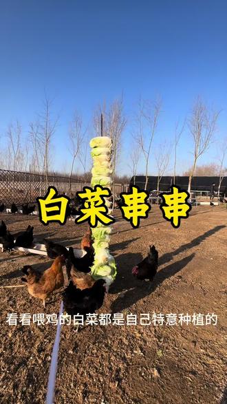 纯生态散养,干净新鲜自己种植喂养#人参灵芝喂鸡 #白菜喂鸡 #抖加小助手
