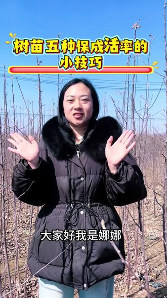 #三农 #三农种植 #新农人创业 #苹果 分享五种种植苗木成活率的小技巧,欢迎大家一起讨论