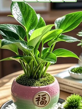被绿植治愈的时光,总是格外温柔。金钻绿公主叶片如翠玉舒展,四季常青。它不仅好养易活,还能高效净化空气,吸附甲醛、苯等有害物质,为生活带来清新与静。#清新自然#大叶金绿公主#四季常绿 #水培植物 #水培
