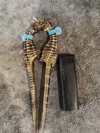 商品分量:收到以后称了一下,跟描述的一样,每只都是3克以上的 性价比:性价比很高,克数足,个头也大 适用人群:我是买来泡酒的,平时喜欢小酌一杯 功能效果:都是男人,没必要多说,懂的都懂 包装品质:中规中矩的,密封的很严实 新鲜度:很干,有海鲜味,是淡淡的海鲜味,不是特别浓的气味 对比了好几家才下单的,之前就听说过这个东西的作用,一直没看到合适的,就怕买到塑料的,无意中刷到这家的视频,又看到了,又对比了几家,性价比很高,价格也合适,推荐购买,一个月后来分享效果! 跟我一样有顾虑的可以下手了#我在抖音买买买