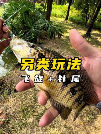 要不要做曲柄钩版?#路亚野钓 #微物路亚 #微猎飞旋 #路亚淡斑