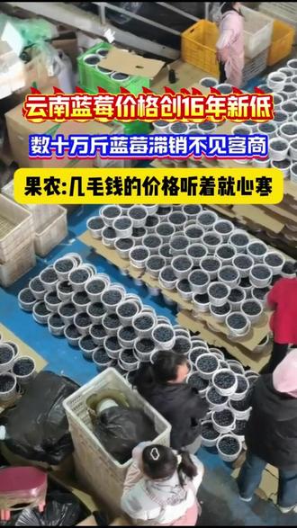 健身党轻食搭档|云南蓝莓低卡又好吃 #农产品 #年货 #蓝莓 #云南
正在控制饮食、保持身材的朋友,云南蓝莓真的很适合当日常搭档。它热量不高,膳食纤维丰富,饱腹感不错,搭配轻食、代餐都很合适。
产自云南高原,光照足、温差大,蓝莓的果香更自然,酸甜平衡,吃起来不会腻。运动前后、饿了又不想吃重油重糖的东西,来一小把蓝莓,清爽又满足。
日常吃法很多:蓝莓 + 无糖酸奶 + 燕麦,就是一杯营养代餐;拌进鸡胸肉沙拉里,解腻又提味;打一杯蓝莓奶昔,不加糖也很好喝。
天然食材,口感清爽,营养也在线,既能丰富饮食结构,又不会给身体增加负担。不管是居家健身、办公室加餐,还是外出携带,都很方便。喜欢清淡健康饮食的朋友,一定要试试这款高原蓝莓。