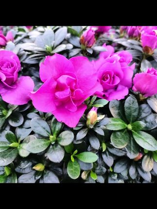 紫色杜鹃花高山流水悬崖造型。花苞满满#盆景艺术 #杜鹃花