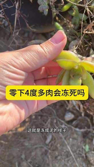 零下4度多肉植物会冻死吗?#多肉 #多肉养护