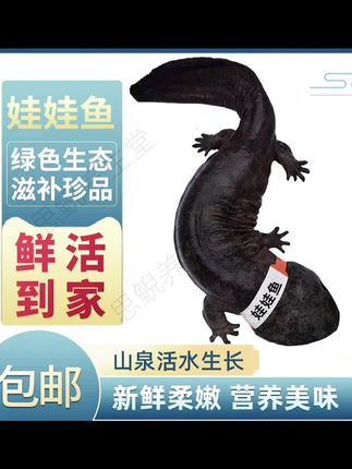#娃娃鱼养殖 #家养宠物 #好物种草 #居家