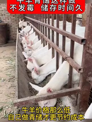 #养羊人