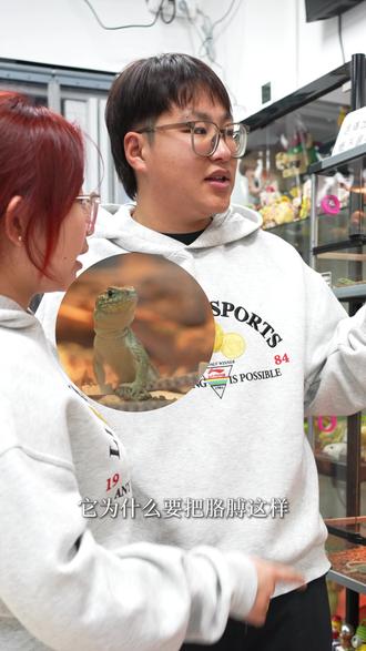 爬宠探店系列~ 带你了解爬宠的故事!#探店 #科普 #蜥蜴 #动物世界 #有意思