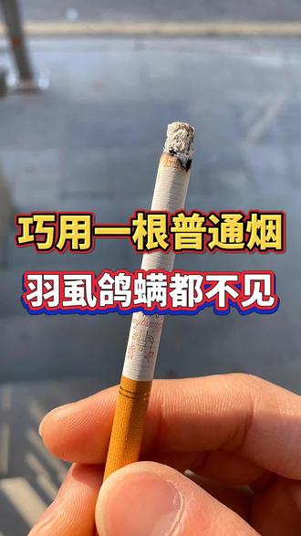 一根普通的香烟,就可以解决鸽子身上的羽虱螨虫,你知道吗#养鸽 #信鸽 #养鸽人 #信鸽赛鸽
