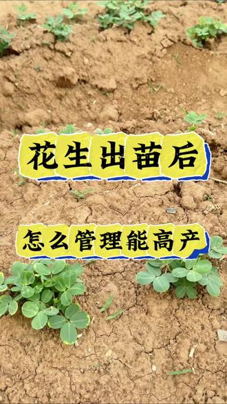 花生出苗后,怎么管理能高产? #花生种植 #花生高产#花生膨大粒粒饱 #花生高产种植 #分享农业知识帮农民增产增收