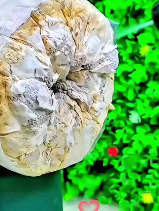#蘑菇菌包 #好东西一起分享 #菌包种植 #蘑菇种植 #每天跟我涨知识