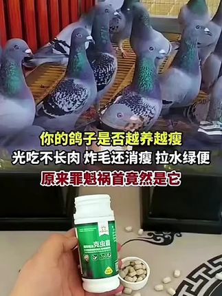 #信鸽赛鸽 #又在骗我养鸽子 #养鸽子技巧 #赛鸽比赛 #养鸽人的快乐