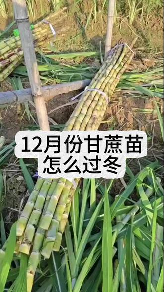 12月份甘蔗苗怎么过冬 12月份甘蔗苗怎么过冬
家人们,眼瞅着 12 月气温“大跳水”,地里的甘蔗苗可不能冻着,毕竟关乎来年收成!今天就唠唠实用的甘蔗苗过冬小妙招。
首先,“穿衣保暖”少不了~给甘蔗苗盖膜是基础操作。选那种厚实、透光性好的农用薄膜,顺着甘蔗垄,严实覆盖,边缘多压点土,防风又保暖,恰似给甘蔗苗裹上了厚棉被🛏️。要是碰上特别冷的天,还能加盖一层干草,双层防护,保温效果拉满。
水分管理也关键,12 月尽量控水。土壤太湿,温度一低就结冰,根系直接“遭殃”。趁天晴,适当松松土,增加土壤透气性,让甘蔗苗自在“呼吸”。
施肥得跟上,挑些热性肥料,像草木灰,往根部浅浅一撒,既能补营养,又能提升土壤温度🔥。
咱蔗农辛苦一年,可别在最后关头掉链子。做好这些,甘蔗苗稳稳过冬,来年开春猛蹿新芽,丰收在望!快行动起来吧。
#甘蔗收割 #甘蔗种植 #砍甘蔗 #收甘蔗 #英德浛洸农产品