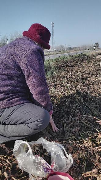 #这就是农村人
霜打过的红薯叶
谁知道咋吃好吃呢