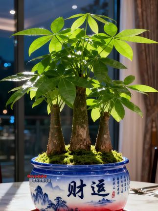 “夜灯下,发财树绿意盎然,‘财运’盆器添了几分雅致。愿这一抹生机,携来满室兴旺,伴每个星光夜晚,予生活别样的蓬勃与期许。” #爱生活爱养花 #绿植盆栽花卉 #家庭养花 #景观盆栽 #家庭盆栽 @抖加🔥上热门🔥dou+🔥热点宝 @DOU+小助手 @图文带货帮扶中心