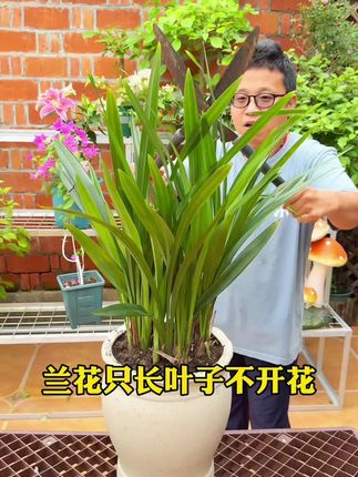 #兰花 只长叶子不开花,你是不是只浇自来水了#养花小技巧 #花卉绿植